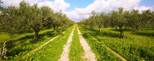 olive trees